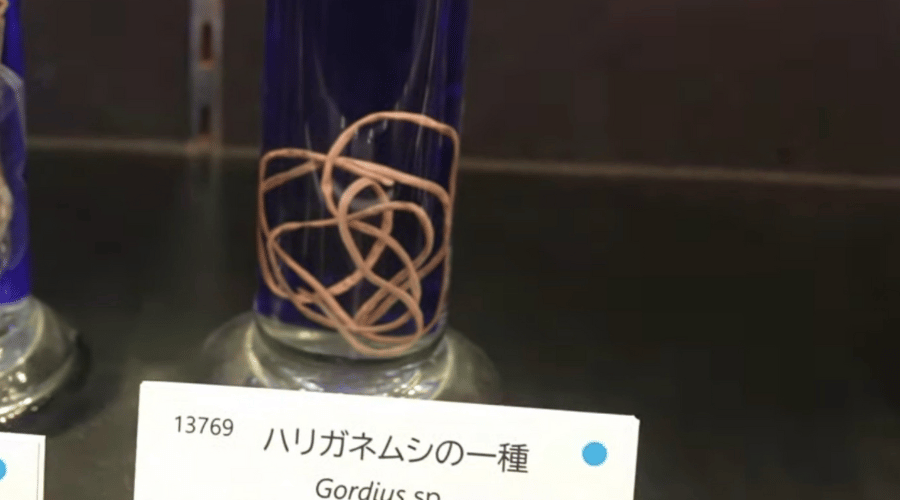 ハリガネムシの展示