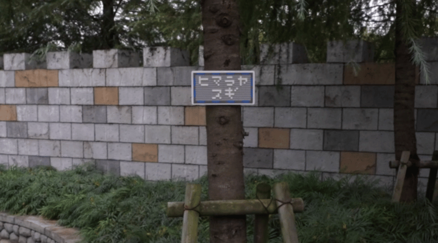 レゴのヒマラヤスギ