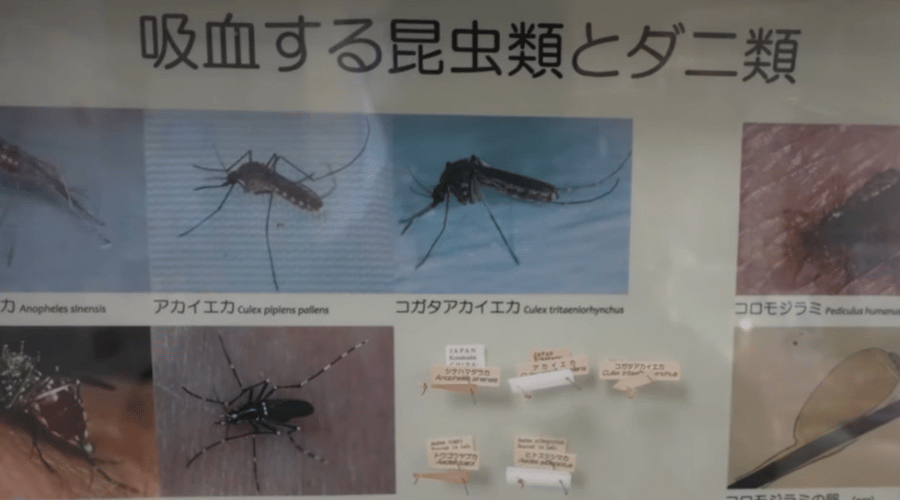 蚊の展示