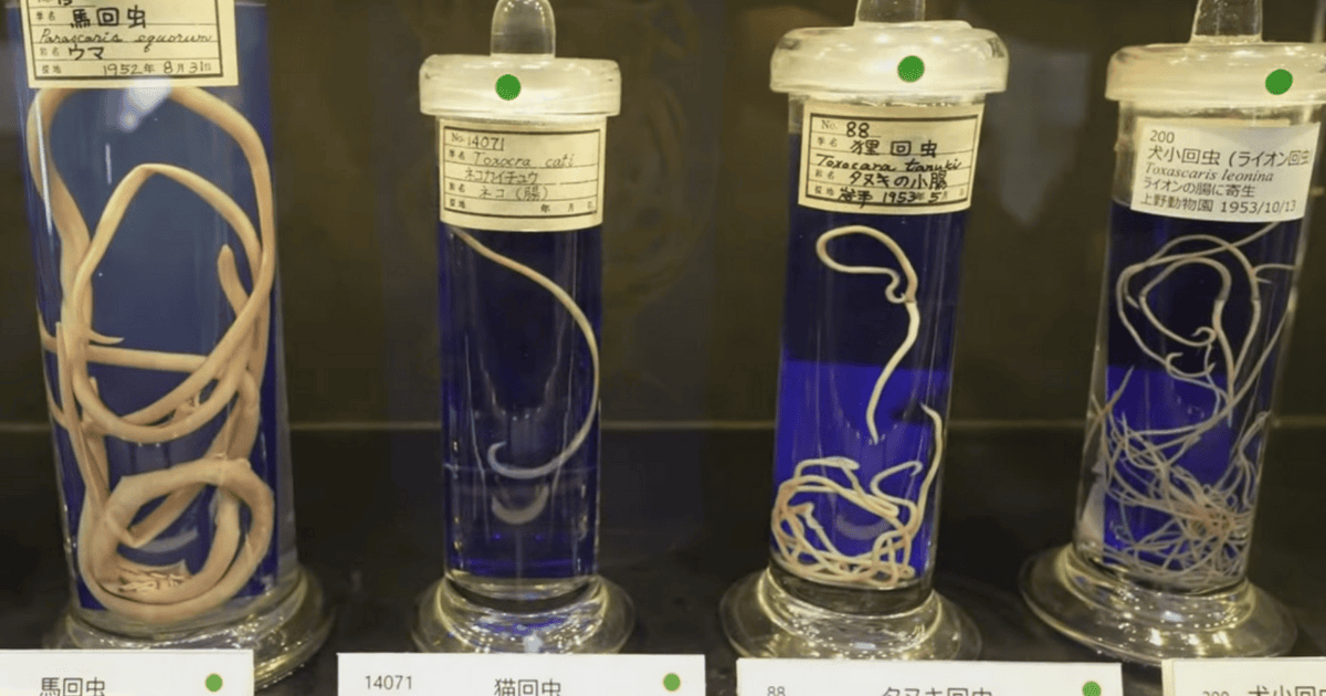 4つの回虫の展示