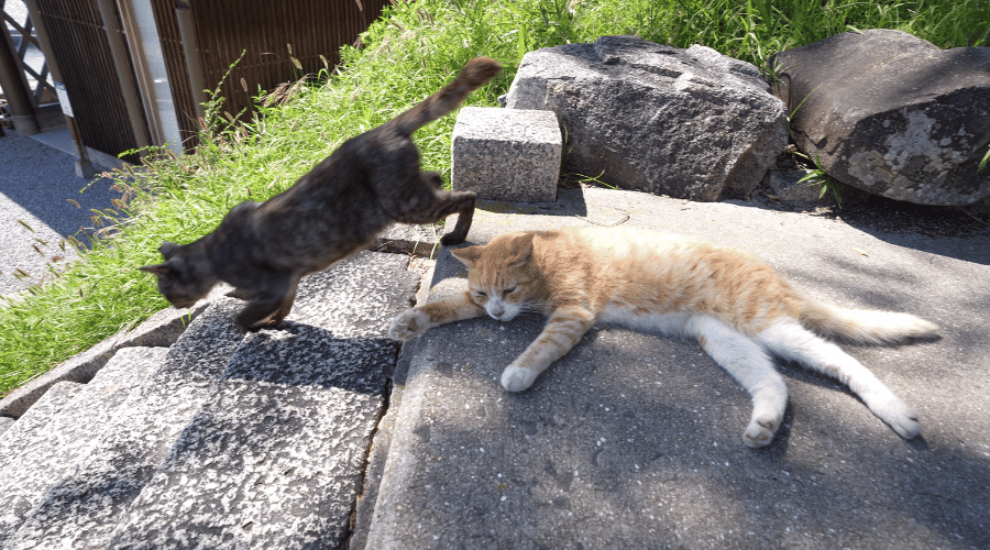 踊り場　猫