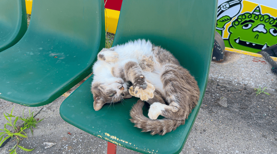 ねこ