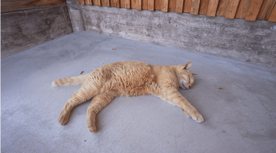 猫