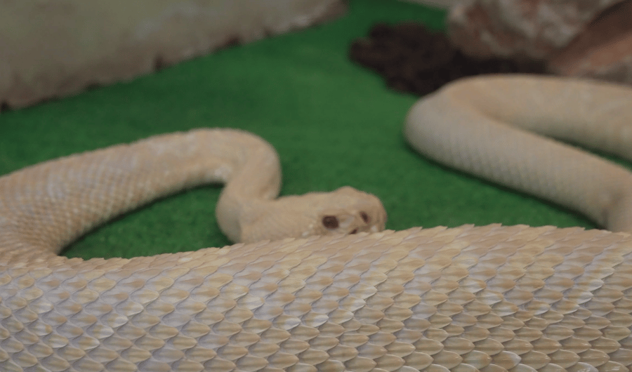 ガラガラヘビ